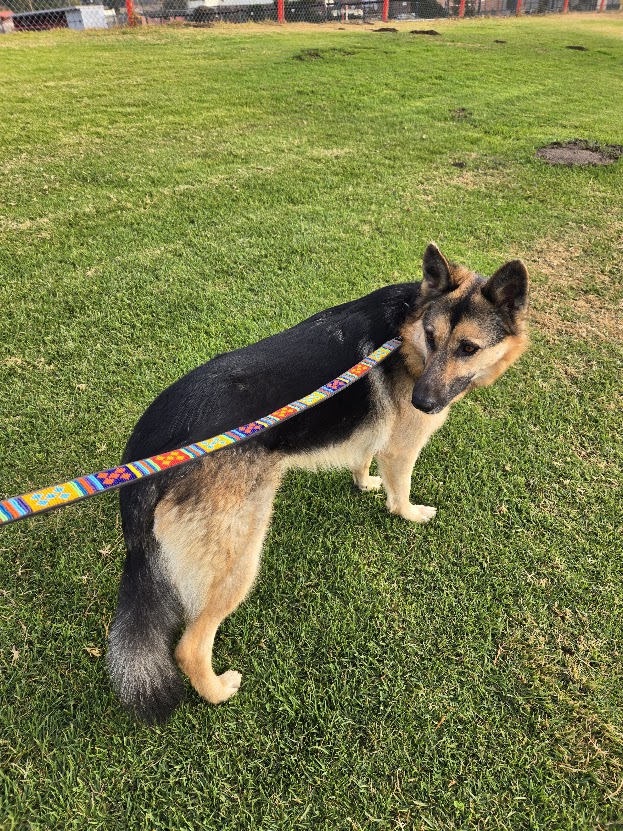 Guatemala Dog Collar Dog Collars