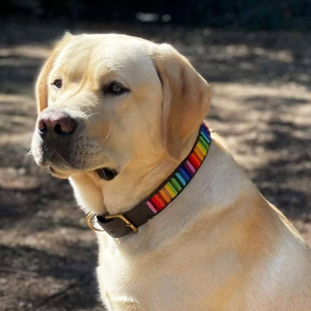 Rainbow Dog Collar Dog Collars