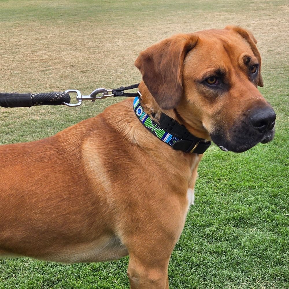 Atlantic Dog Collar Dog Collars